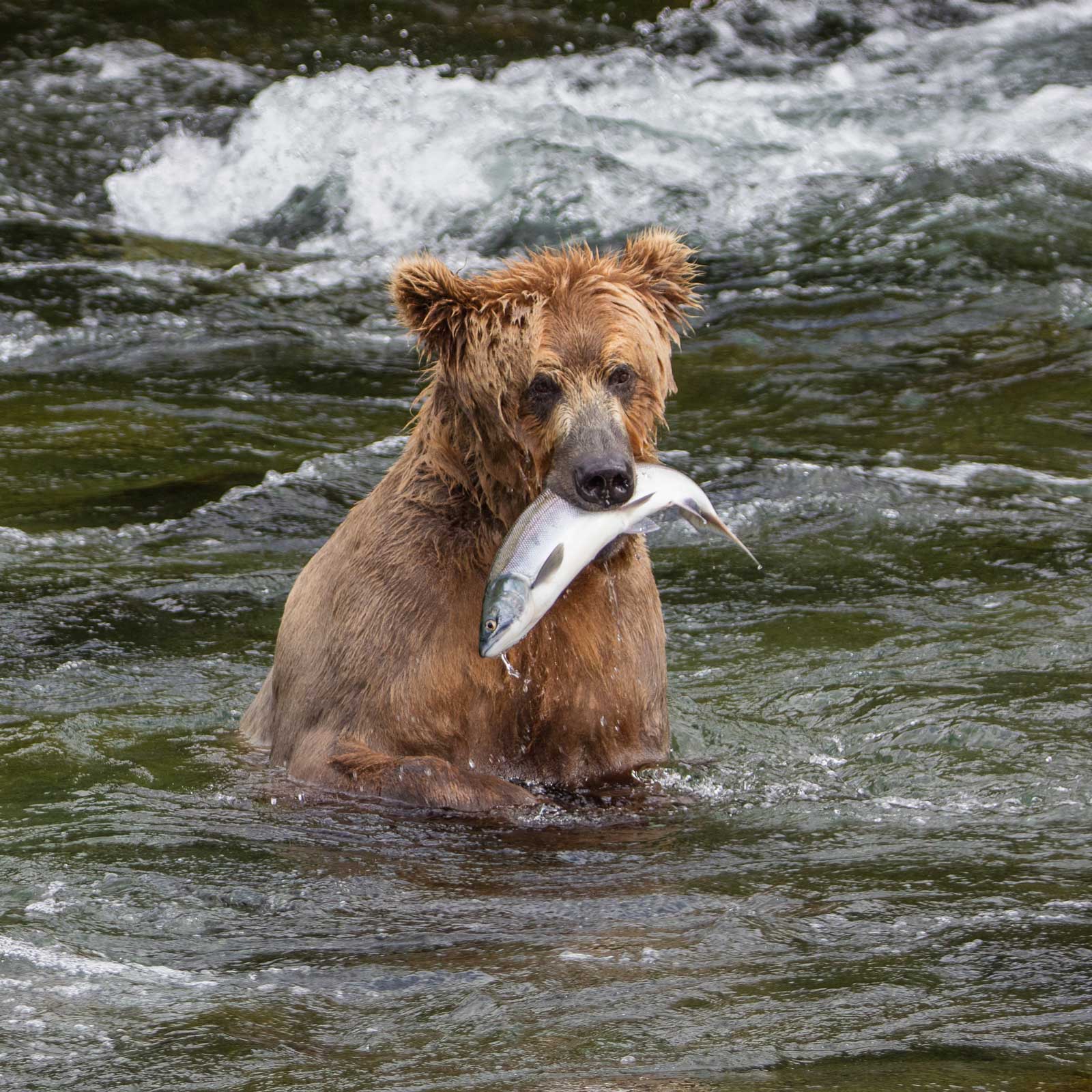 A bear with fish in mouth